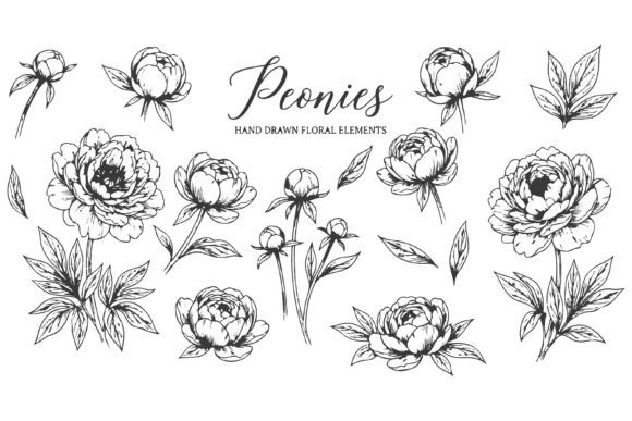 Download Set of Black and White Line Art Peony - Art Collection